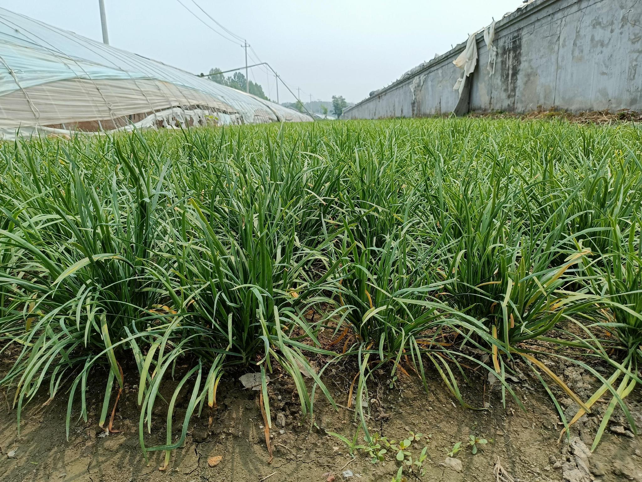 種植面積接連翻番京籍韭菜可實現全年供應