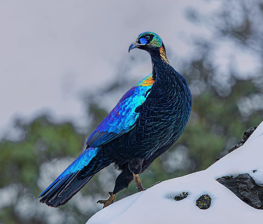 西昌市市鸟绿尾虹雉竟是歌曲《情深谊长》中所唱的金丝鸟|西昌市|情深