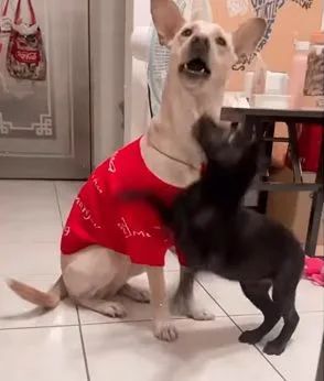 铲屎官说孩子长大了就稳重了，狗子：我信你个鬼！休闲区蓝鸢梦想 - Www.slyday.coM