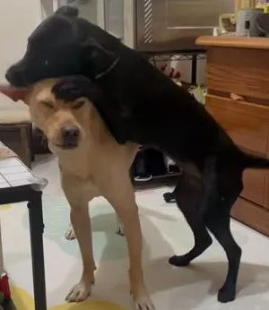 铲屎官说孩子长大了就稳重了，狗子：我信你个鬼！休闲区蓝鸢梦想 - Www.slyday.coM