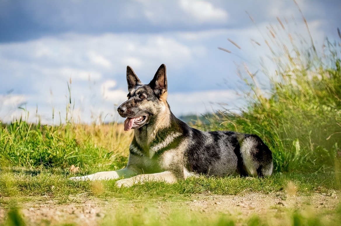 为什么养“东欧牧羊犬”的人越来越多,网友:养了就不想换狗了休闲区蓝鸢梦想 - Www.slyday.coM 为什么养“东欧牧羊犬”的人越来越多,网友:养了就不想换狗了休闲区蓝鸢梦想 - Www.slyday.coM