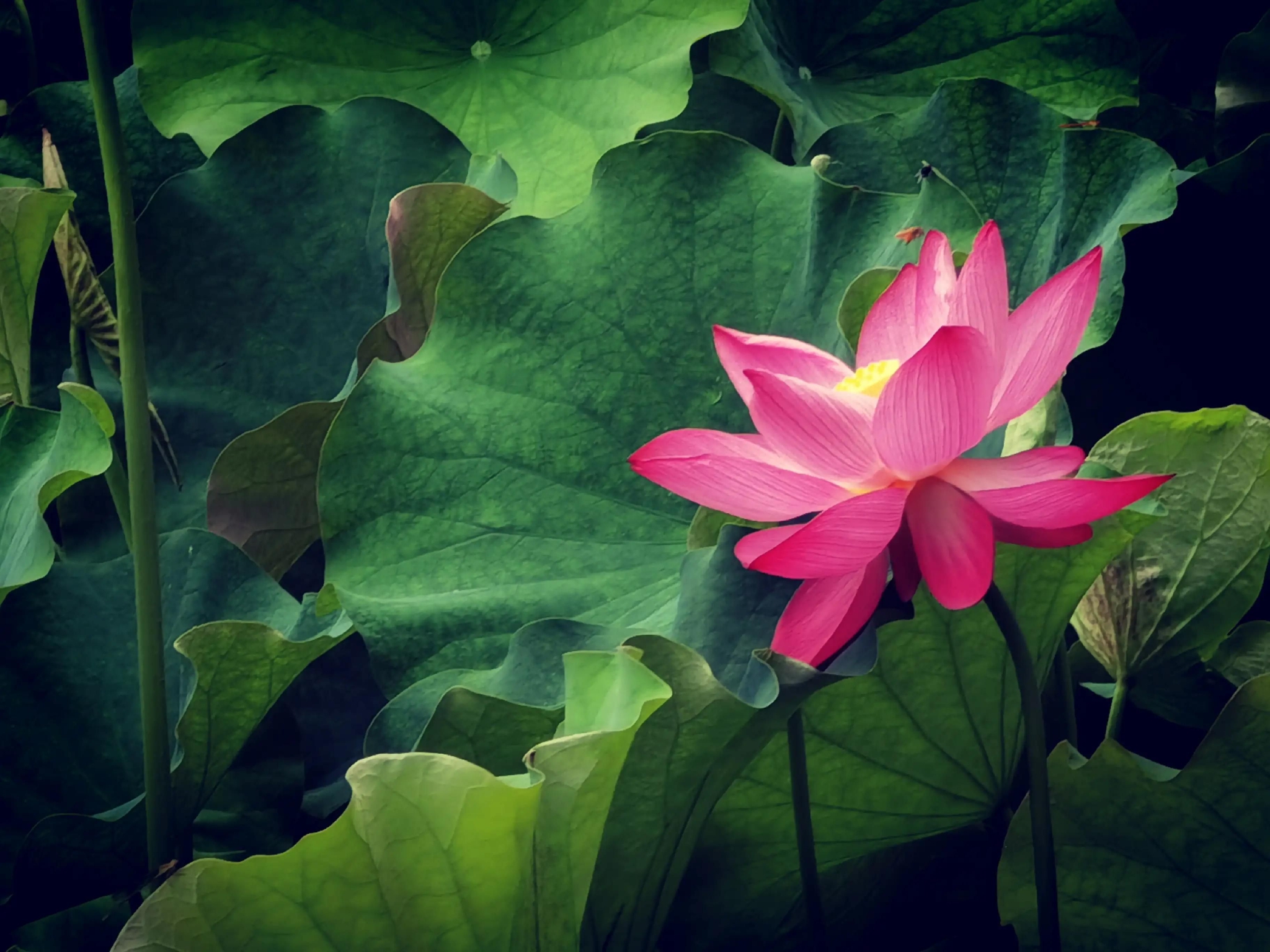 儿童公园荷花池景色