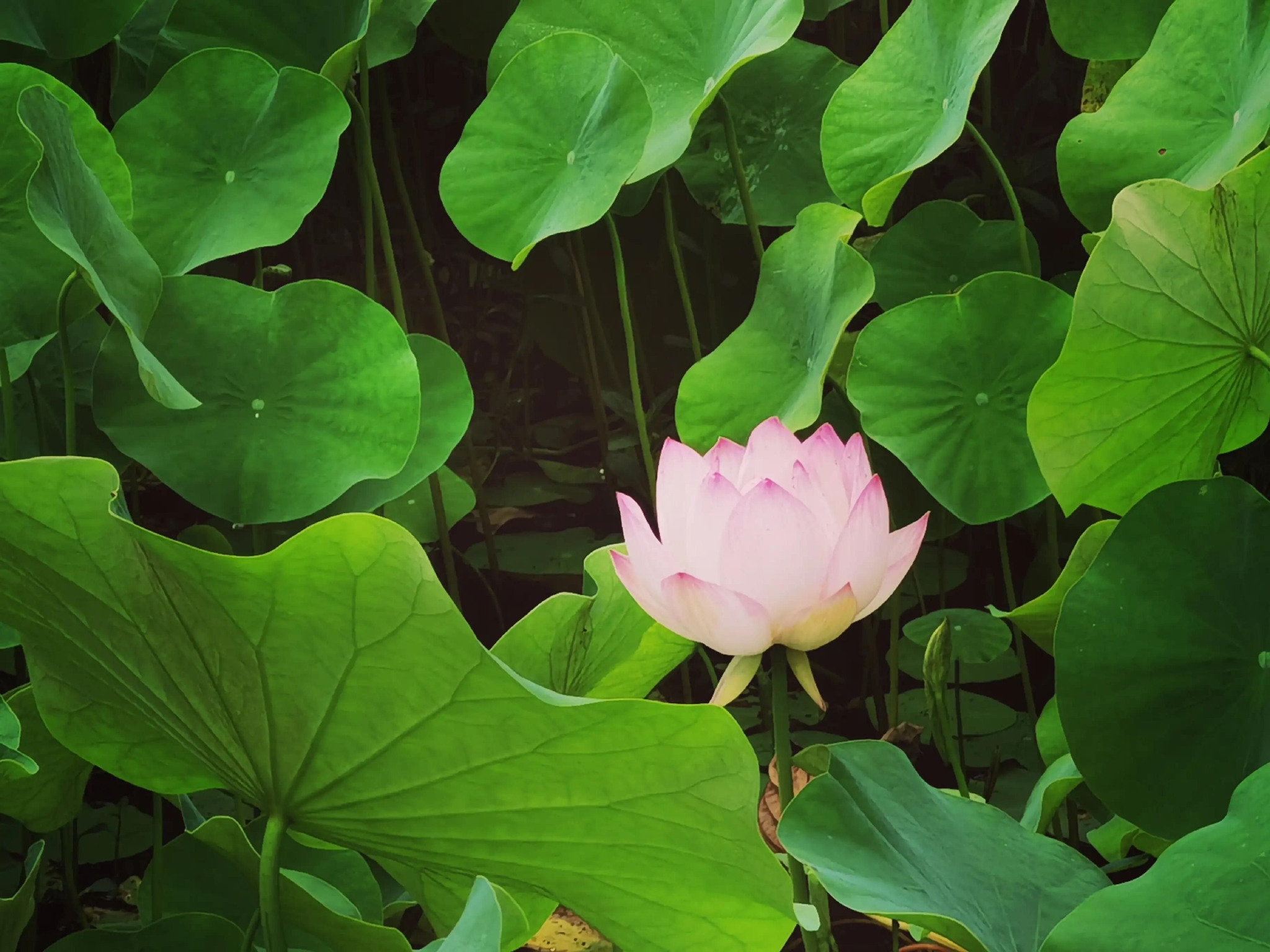 儿童公园荷花池景色