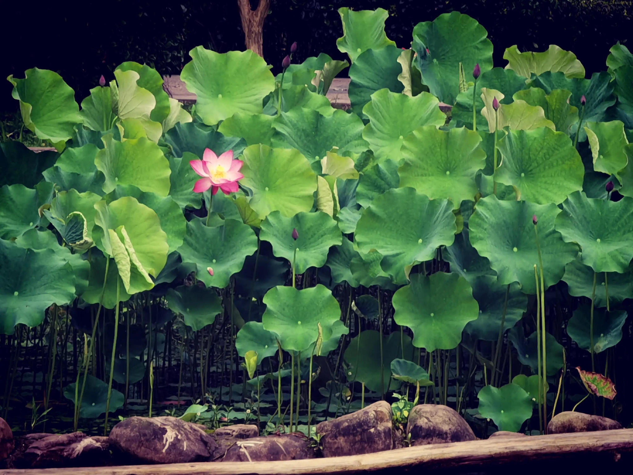 儿童公园荷花池景色