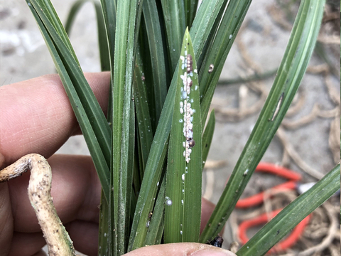 兰花蚧壳虫不好防治,是因为你没用对药,这些杀虫药都有作用