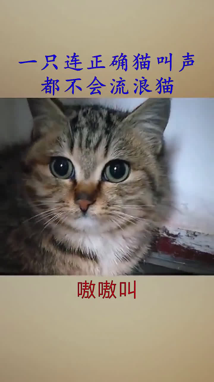 一只连正确猫叫声都不会的流浪猫