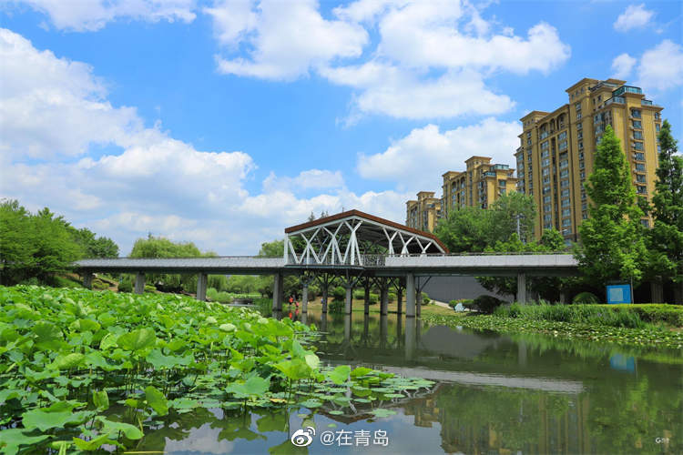 临近夏至,位于青岛市李沧区的李村河与城市融为一体……|青岛市_新浪