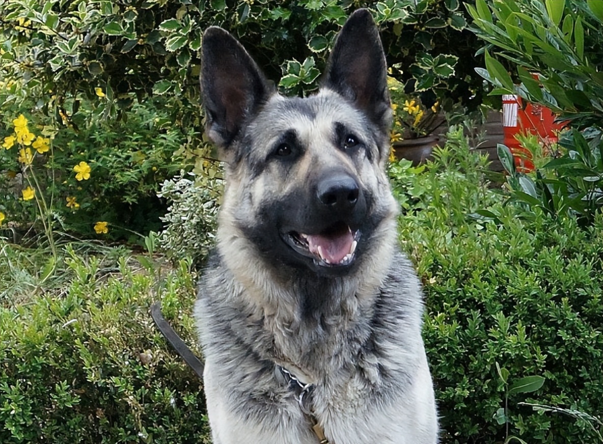 为什么养“东欧牧羊犬”的人越来越多,网友:养了就不想换狗了休闲区蓝鸢梦想 - Www.slyday.coM 为什么养“东欧牧羊犬”的人越来越多,网友:养了就不想换狗了休闲区蓝鸢梦想 - Www.slyday.coM