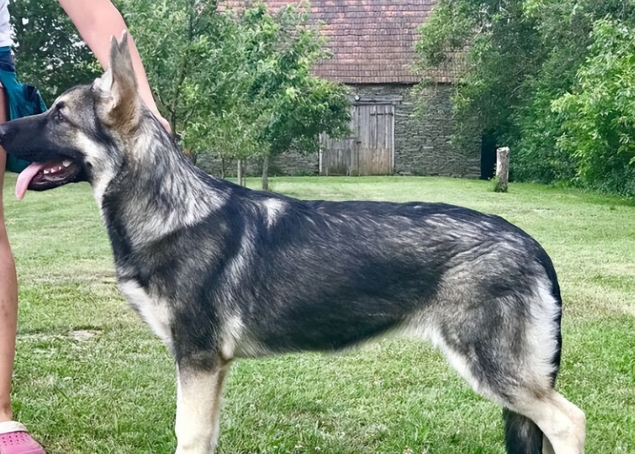 为什么养“东欧牧羊犬”的人越来越多,网友:养了就不想换狗了休闲区蓝鸢梦想 - Www.slyday.coM 为什么养“东欧牧羊犬”的人越来越多,网友:养了就不想换狗了休闲区蓝鸢梦想 - Www.slyday.coM