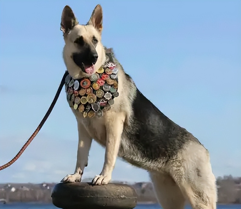 为什么养“东欧牧羊犬”的人越来越多,网友:养了就不想换狗了休闲区蓝鸢梦想 - Www.slyday.coM 为什么养“东欧牧羊犬”的人越来越多,网友:养了就不想换狗了休闲区蓝鸢梦想 - Www.slyday.coM