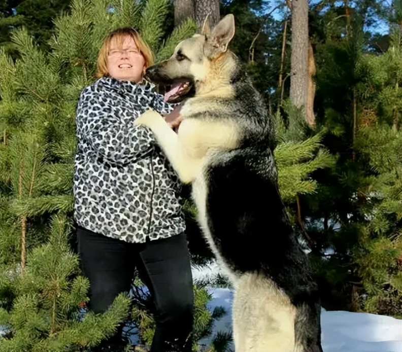 为什么养“东欧牧羊犬”的人越来越多,网友:养了就不想换狗了休闲区蓝鸢梦想 - Www.slyday.coM 为什么养“东欧牧羊犬”的人越来越多,网友:养了就不想换狗了休闲区蓝鸢梦想 - Www.slyday.coM