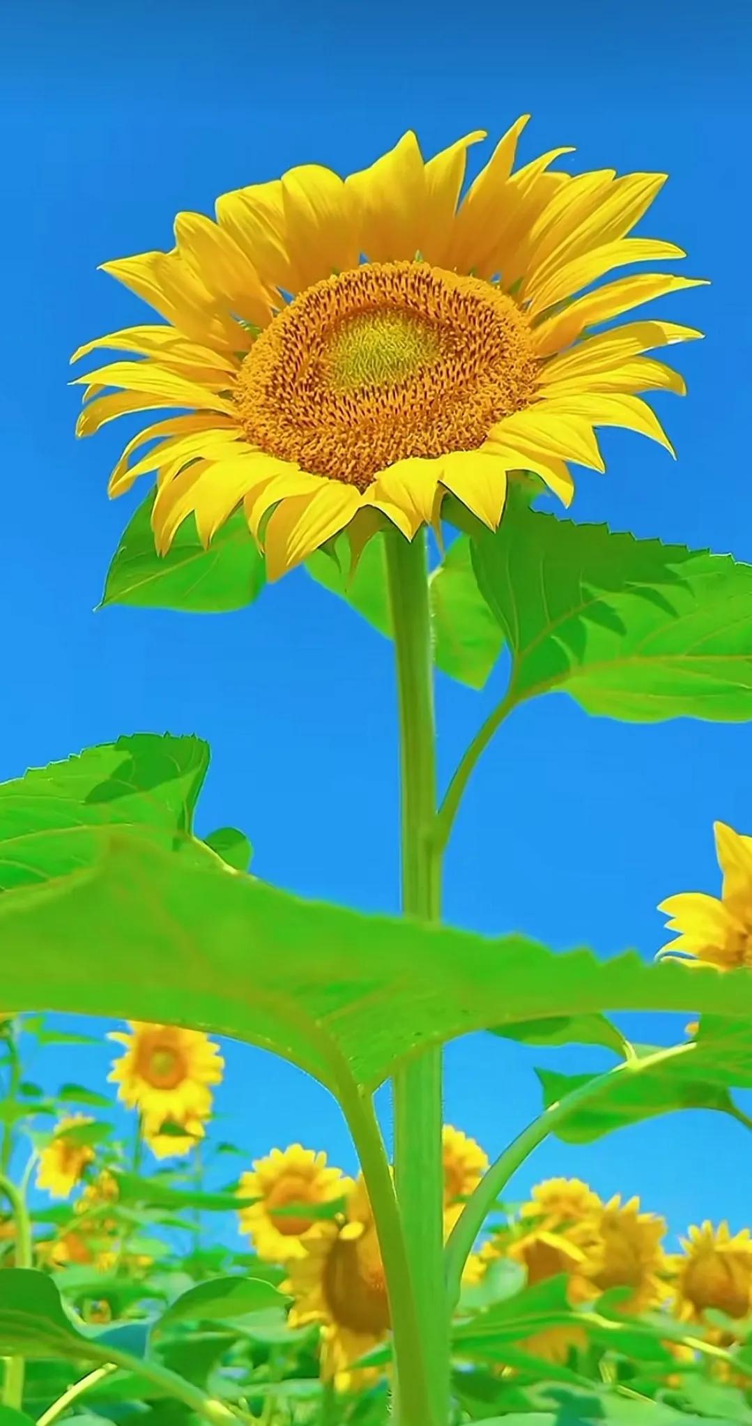 沉默的向日葵