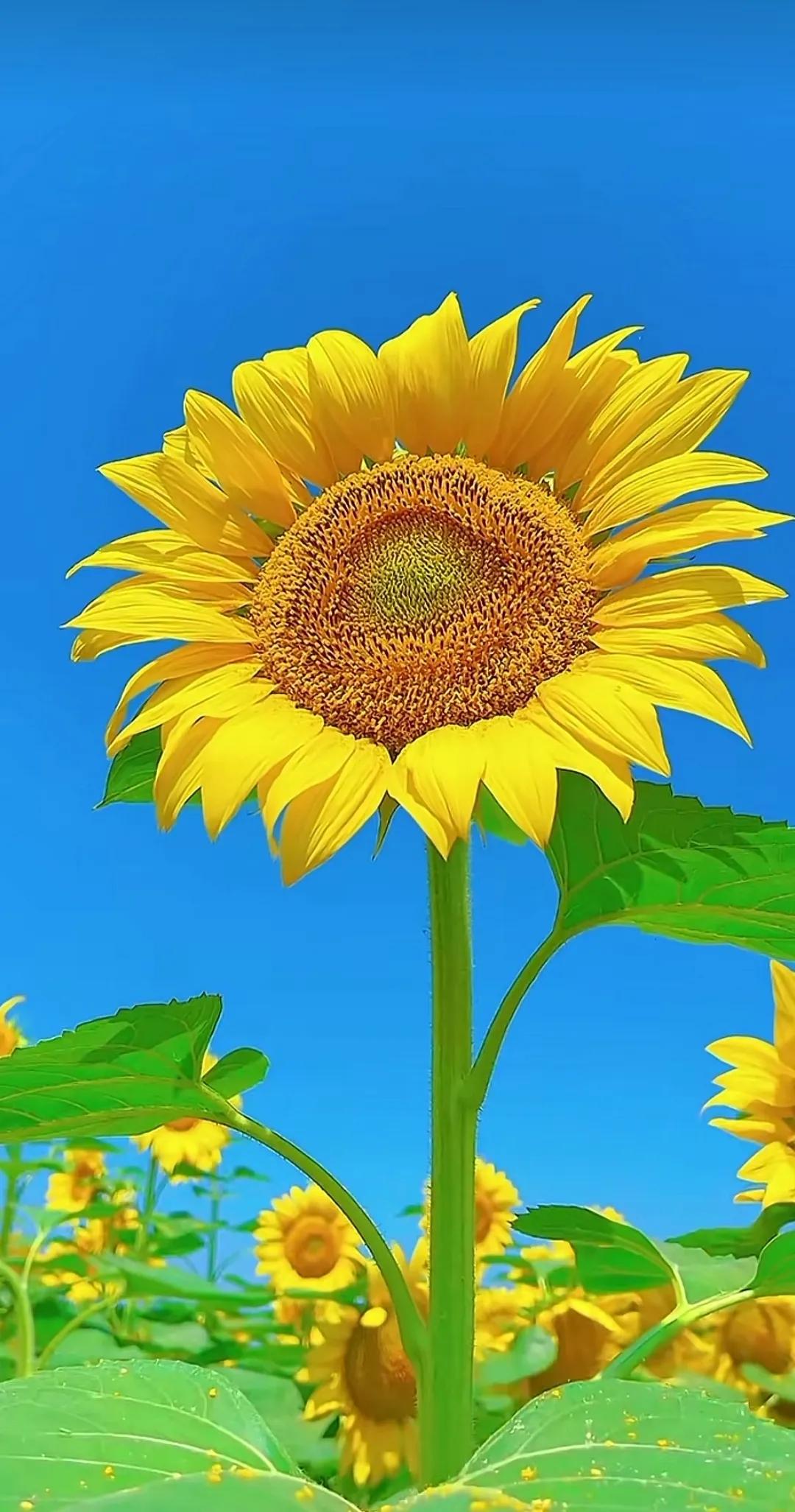 1080_2053竖版 竖屏