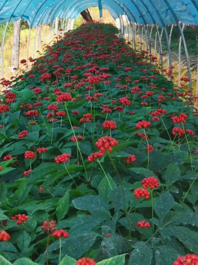 生长时间不同,种植环境不同,以及市场行情不同,都会影响园参的价格