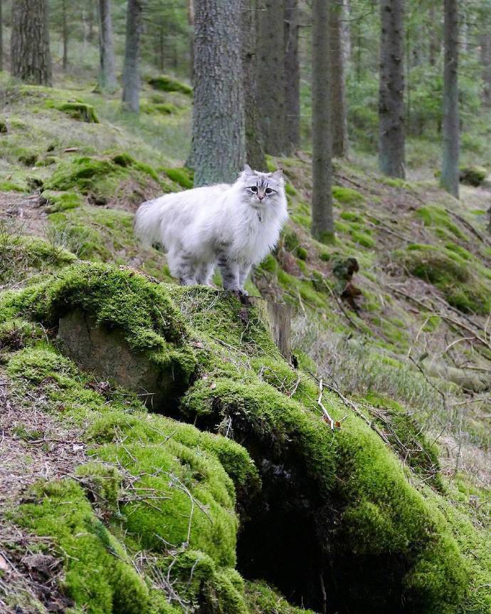带有仙气的猫咪