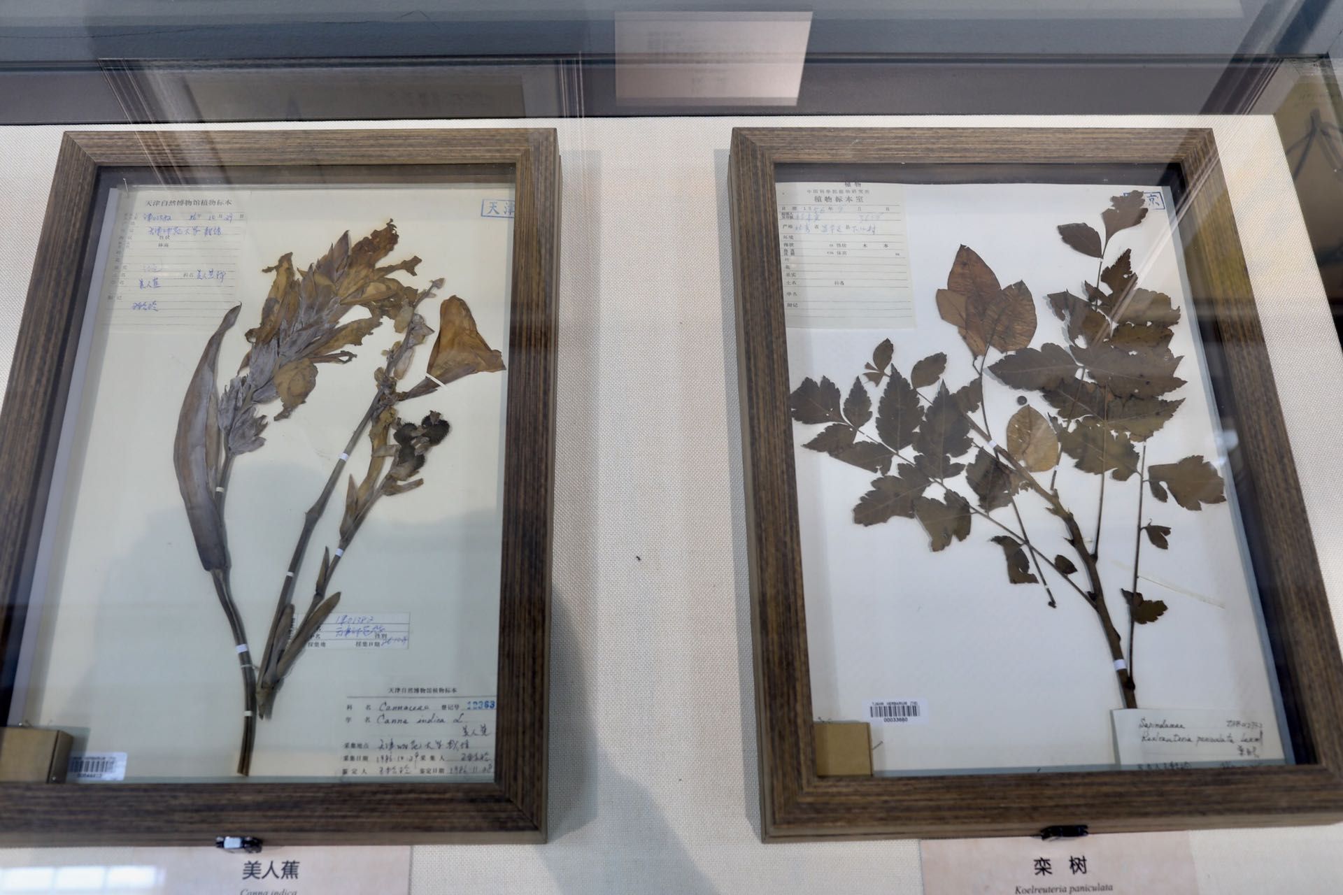 展览展出的植物标本.&nbsp; 新京报记者 浦峰 摄