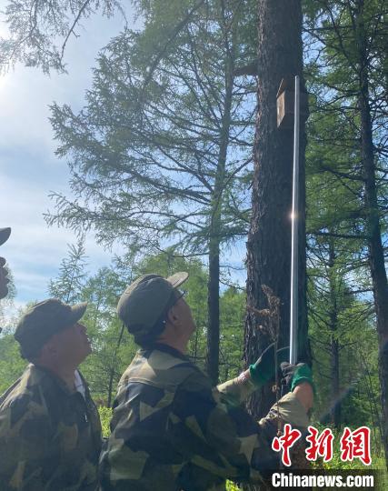 拿捏了！森林医生为小鸟建“产房”：高级“看护”成深山“顶流”休闲区蓝鸢梦想 - Www.slyday.coM