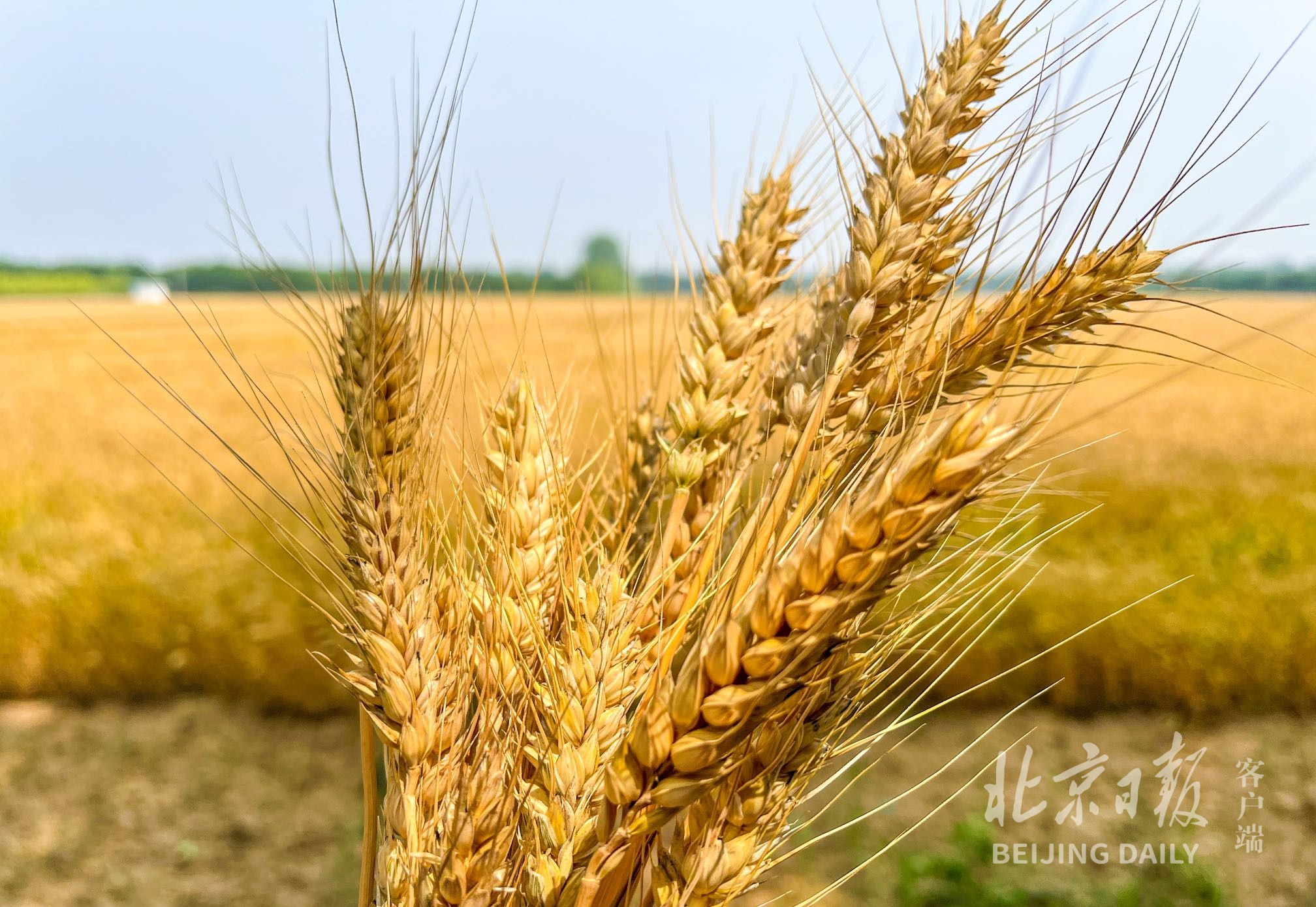 最是一年好 丰 景 北京27万亩小麦今天开镰 北京市 新浪新闻 最是一年好 丰 景 北京27万亩小麦今天开镰 北京市 新浪新闻