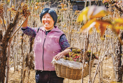 资料图不同于一般香椿在谷雨前后集中上市,山东省临朐县寺头镇的红