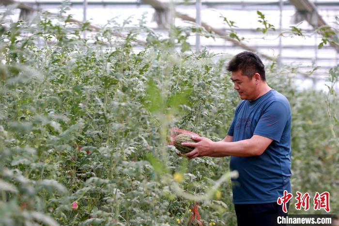 (资料图)济南心正生态农业专业合作社总经理钱彬正在瓜棚中查看西瓜