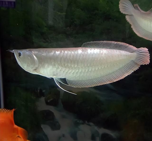 鱼缸|观赏鱼|银龙鱼_新浪新闻