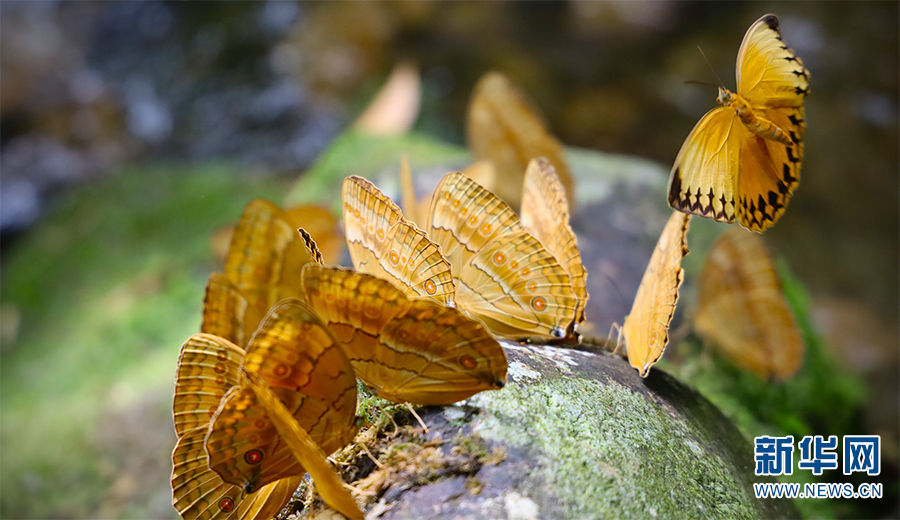 聚集在石头上的蝴蝶(2021年5月20日摄).