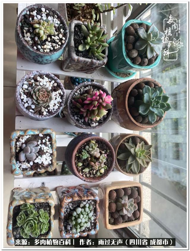 爱上多肉 拥有更丰富的人生 花盆 蓝苹果 百科 新浪新闻