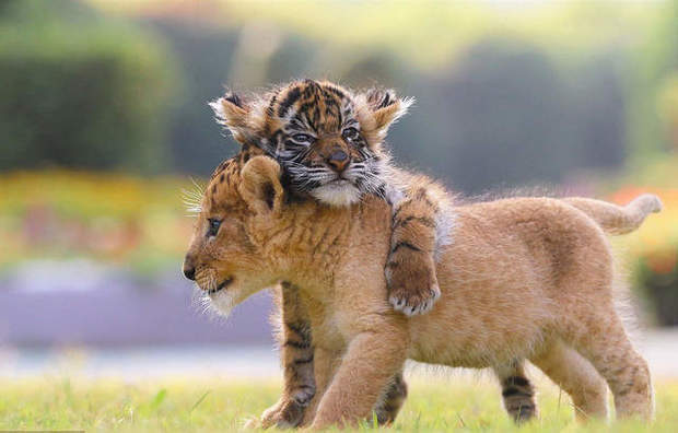 小老虎和小狮子成了知心好友,竟还一起掳获了兔兔的心