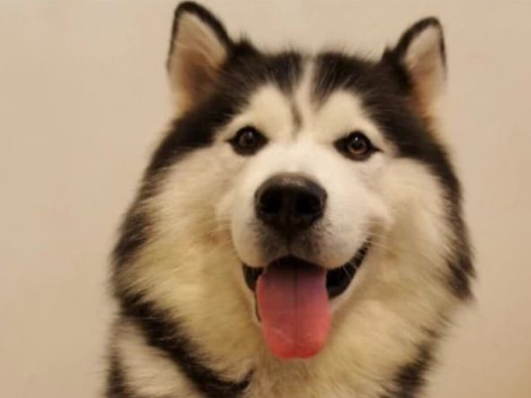 铲屎官带二哈坐电梯,上去就超重了,狗狗的举动让人意想不到!休闲区蓝鸢梦想 - Www.slyday.coM 铲屎官带二哈坐电梯,上去就超重了,狗狗的举动让人意想不到!休闲区蓝鸢梦想 - Www.slyday.coM