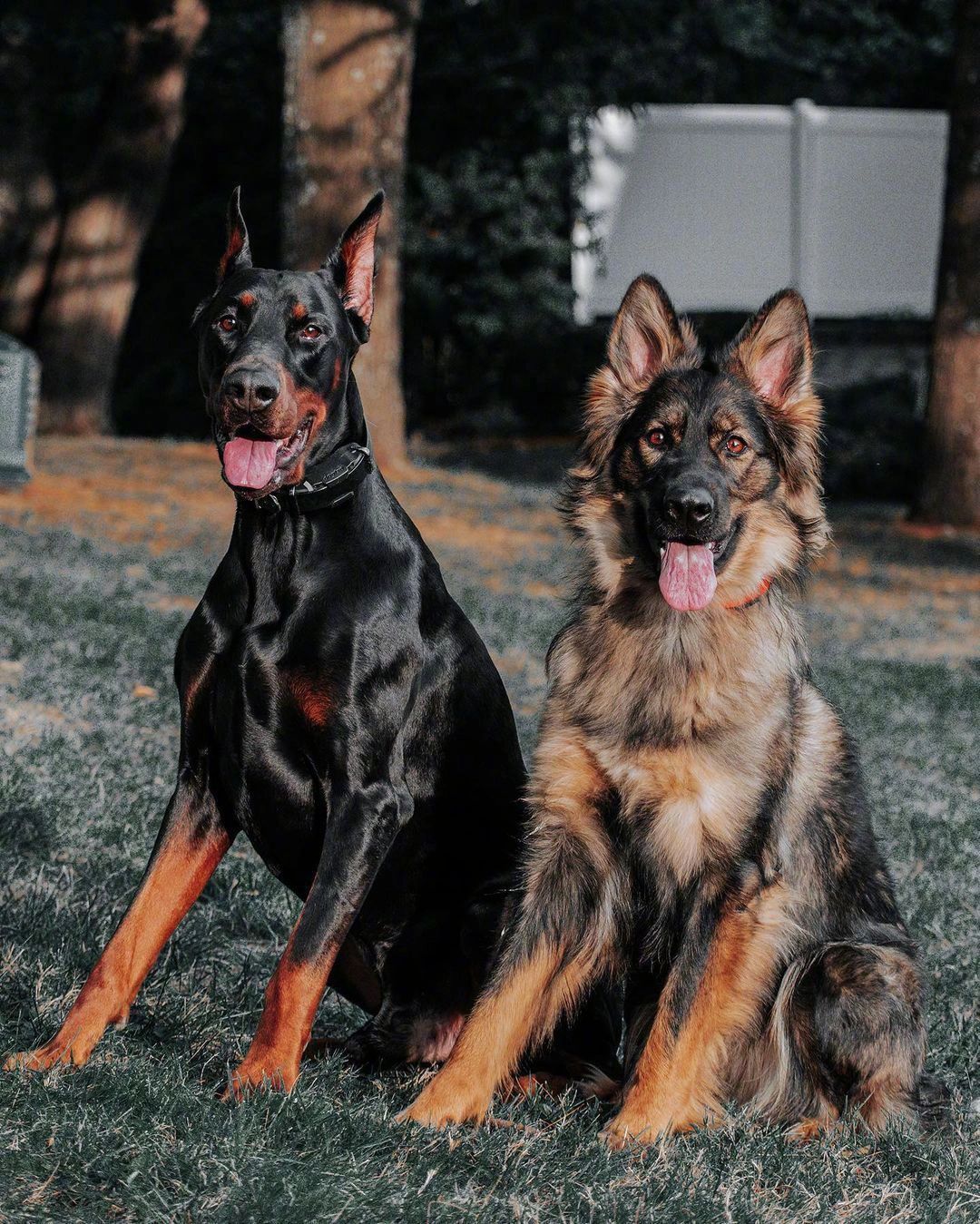 给家人们看一组工作犬德牧犬and杜宾