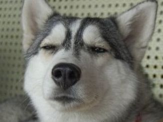 铲屎官带二哈坐电梯,上去就超重了,狗狗的举动让人意想不到!休闲区蓝鸢梦想 - Www.slyday.coM 铲屎官带二哈坐电梯,上去就超重了,狗狗的举动让人意想不到!休闲区蓝鸢梦想 - Www.slyday.coM