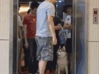 铲屎官带二哈坐电梯,上去就超重了,狗狗的举动让人意想不到!休闲区蓝鸢梦想 - Www.slyday.coM 铲屎官带二哈坐电梯,上去就超重了,狗狗的举动让人意想不到!休闲区蓝鸢梦想 - Www.slyday.coM