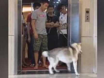 铲屎官带二哈坐电梯,上去就超重了,狗狗的举动让人意想不到!休闲区蓝鸢梦想 - Www.slyday.coM 铲屎官带二哈坐电梯,上去就超重了,狗狗的举动让人意想不到!休闲区蓝鸢梦想 - Www.slyday.coM