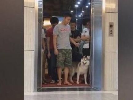 铲屎官带二哈坐电梯,上去就超重了,狗狗的举动让人意想不到!休闲区蓝鸢梦想 - Www.slyday.coM 铲屎官带二哈坐电梯,上去就超重了,狗狗的举动让人意想不到!休闲区蓝鸢梦想 - Www.slyday.coM