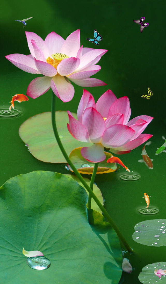 荷叶五寸荷花娇,贴波不碍画船摇——这首诗里,有风,有花,有美人,在这