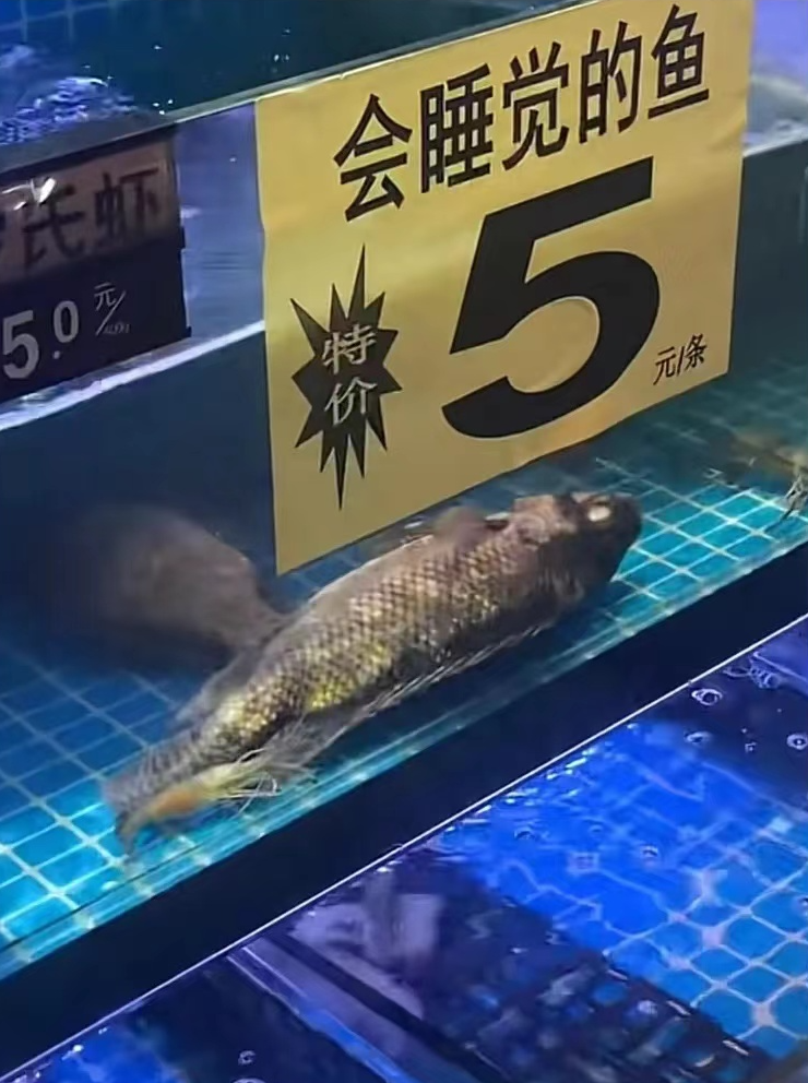 会睡觉的鱼、豹纹芒果……这些“新品种”真的能吃吗？休闲区蓝鸢梦想 - Www.slyday.coM