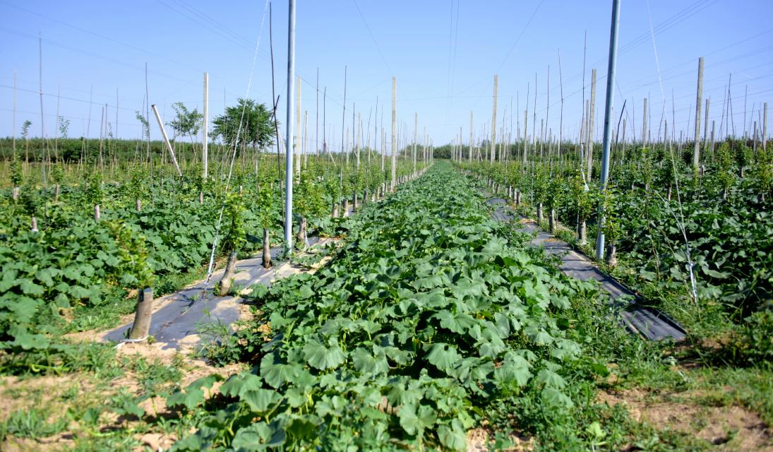 有空的时候来南瓜种植园务工,学了田间管理技术,[详细]2022-06-20 15