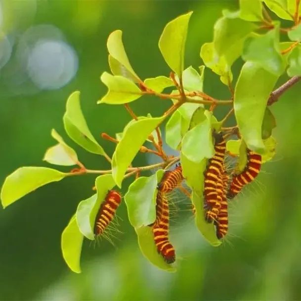 这种毛毛虫正在广西高发,光看图就头皮发麻!