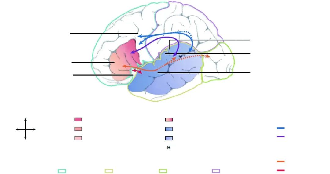 语言神经生物学,幸福的生物机制,我们都知道些什么?|弗里德里希|大脑|神经生物学_新浪新闻
