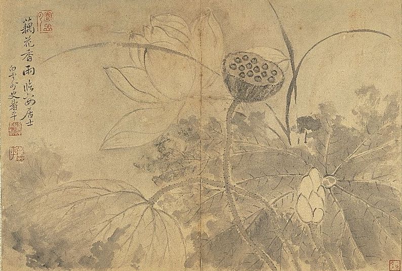 清 恽寿平 荷花 本幅选自台北故宫博物院藏恽寿平"写生墨妙册"