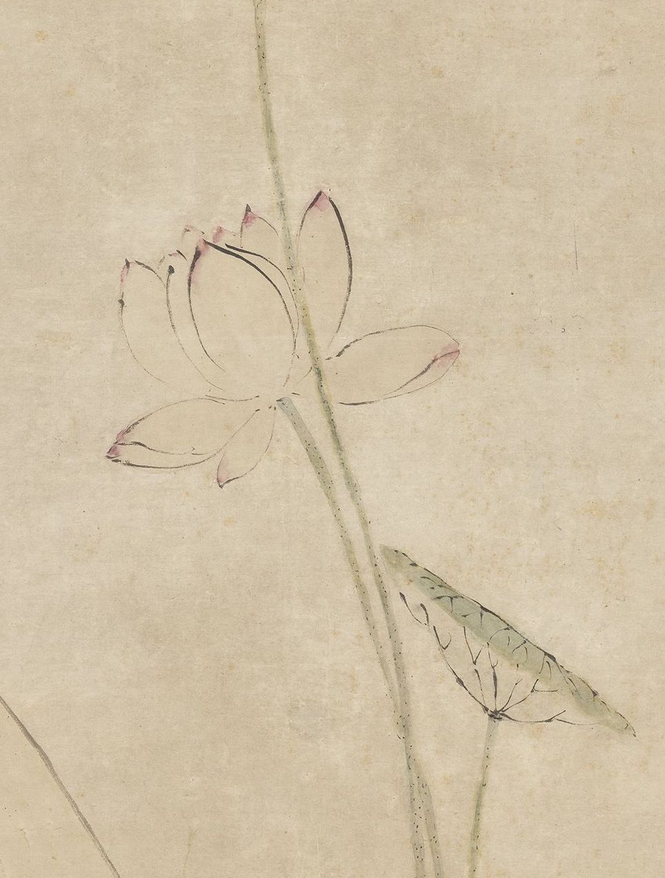 故宫花信|荷花:清韵悠远,水面闻香