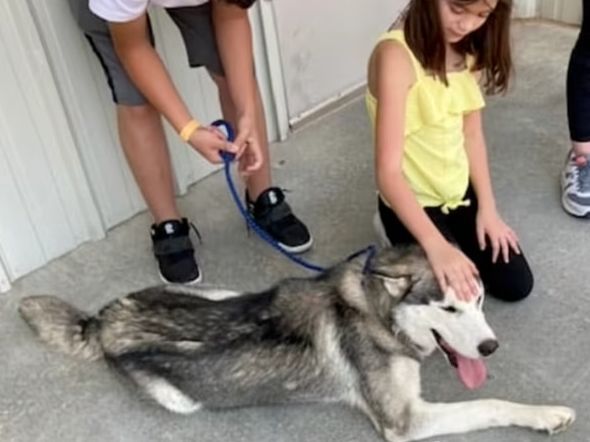 哈士奇被主人遗弃，疯狂追赶车辆的样子，让人心疼！休闲区蓝鸢梦想 - Www.slyday.coM