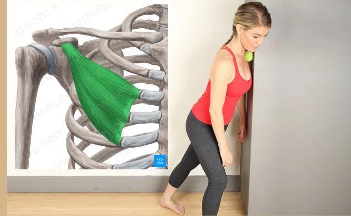 胸小肌位于胸大肌深层,单纯拉伸的放松效果有效,最好准备一个筋膜球