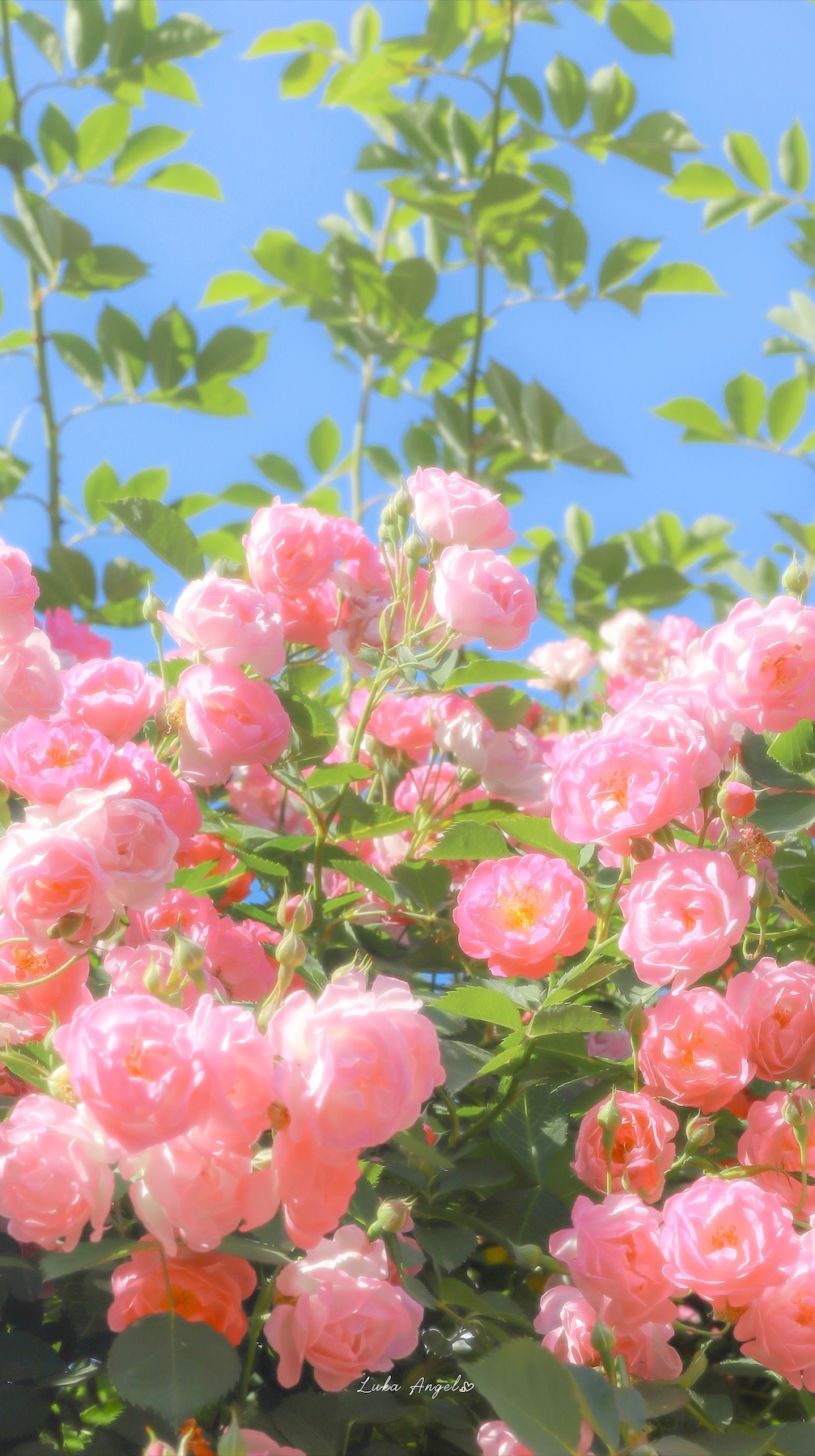 浪漫花海_浪漫花海最新消息,新闻,图片,视频_聚合阅读_新浪网