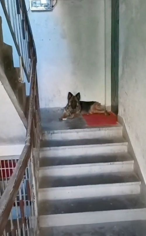 德牧卧在楼道里不肯出来，好心人驾车50公里来帮助：不用再流浪了休闲区蓝鸢梦想 - Www.slyday.coM