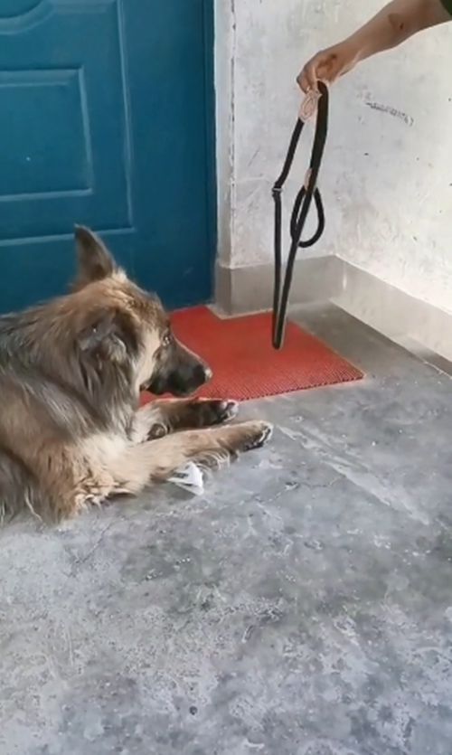 德牧卧在楼道里不肯出来，好心人驾车50公里来帮助：不用再流浪了休闲区蓝鸢梦想 - Www.slyday.coM