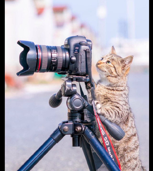 猫咪|嘴巴|相机_新浪新闻