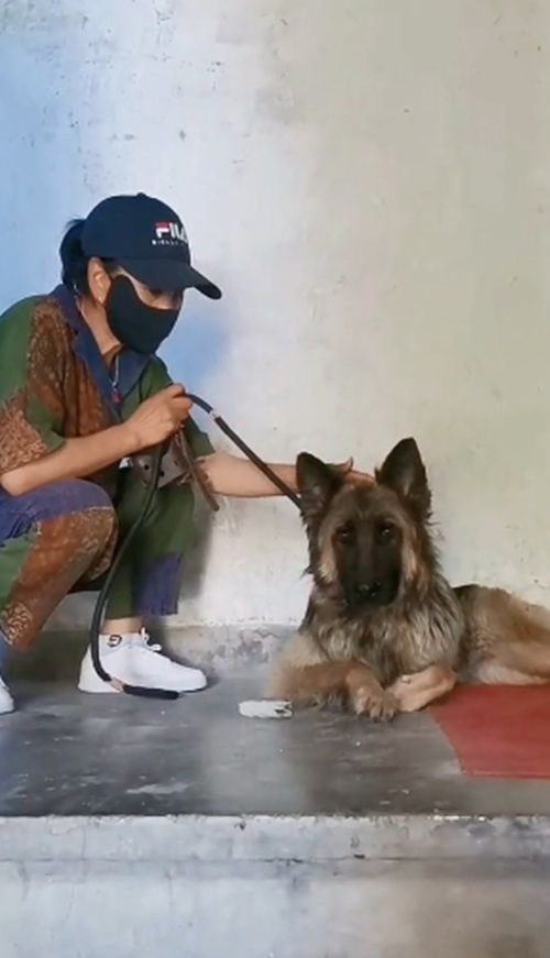 德牧卧在楼道里不肯出来，好心人驾车50公里来帮助：不用再流浪了休闲区蓝鸢梦想 - Www.slyday.coM