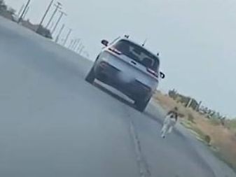 哈士奇被主人遗弃，疯狂追赶车辆的样子，让人心疼！休闲区蓝鸢梦想 - Www.slyday.coM