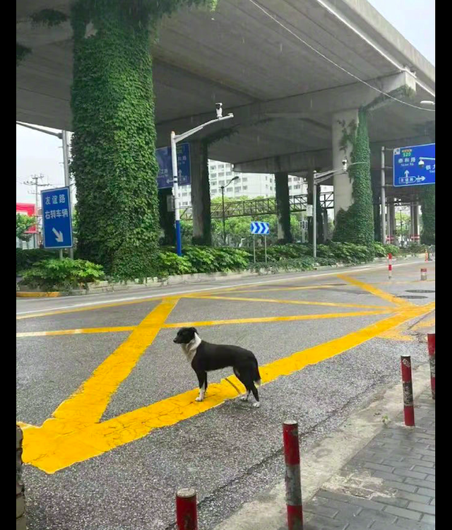 女子从上海回老家，唯一送她的竟是喂养的流浪狗，狗比人更真挚！休闲区蓝鸢梦想 - Www.slyday.coM